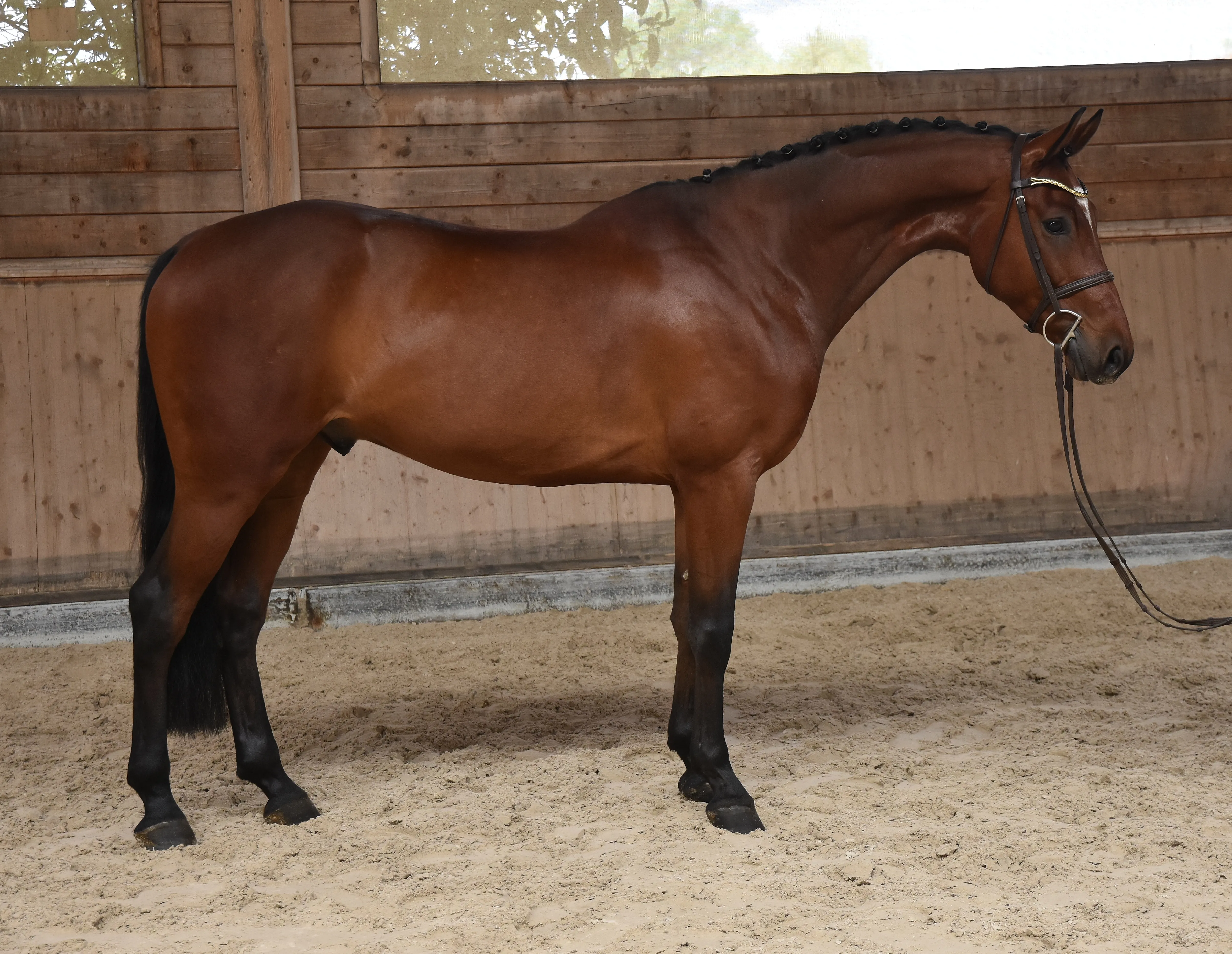 Catango Star - photo 5