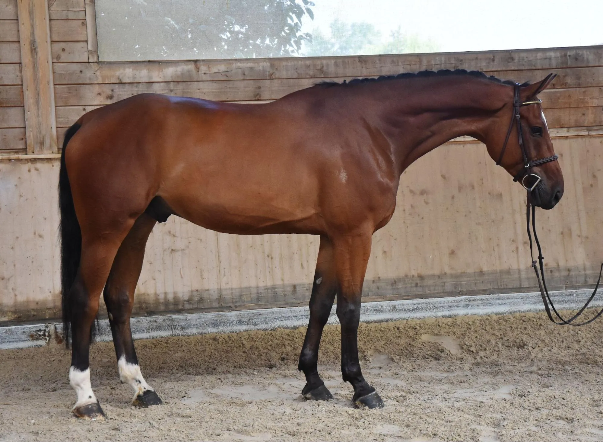 Checkfly - Chacfly PS x Cornet Obolensky